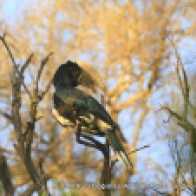 Silvery-cheeked Hornbill