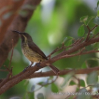 Long-biilled pipit (uzun gagalı incir kuşu)
