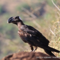 Thick-billed raven (Corvus crassirostris)