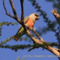 African Orange-bellied Parrot