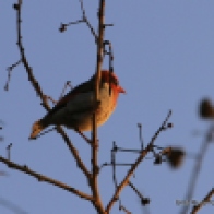 African Firefinch